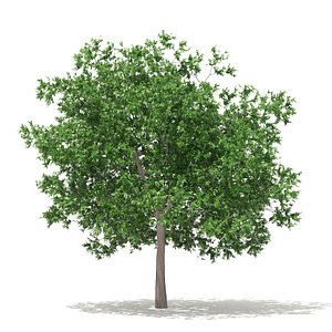 white oak 7 5m 3D model