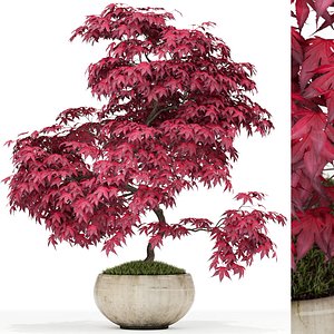 3D plants 164 model
