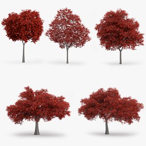 northern red oak trees obj