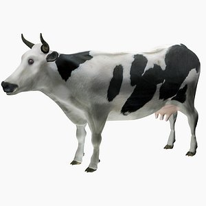 Cow Holstein