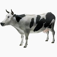 Cow Holstein