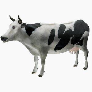 Cow Holstein