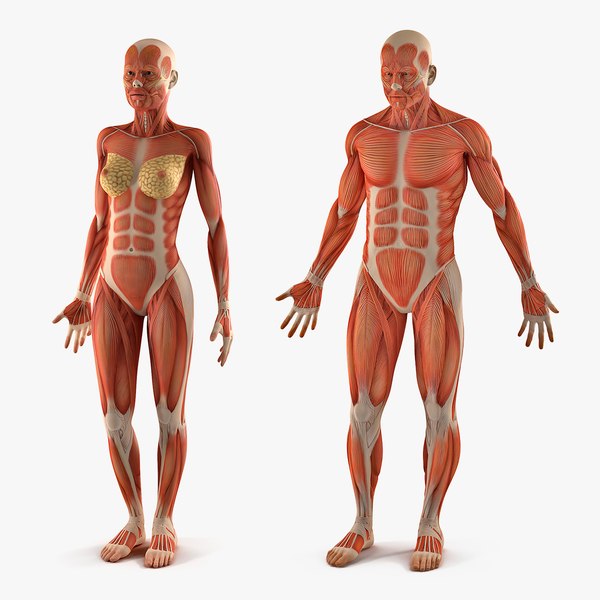 3D model male female muscular anatomy