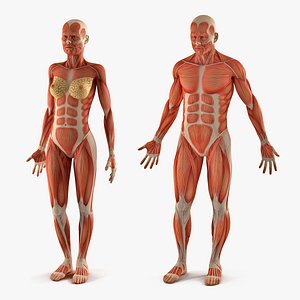 Male and Female Muscular System Anatomy Collection