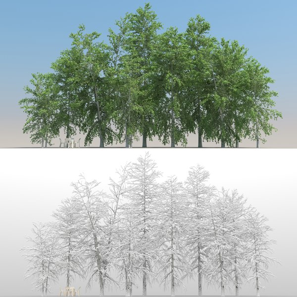 summer betula tree leaves 3D model