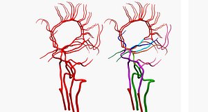 arteries brain anatomy 3d max