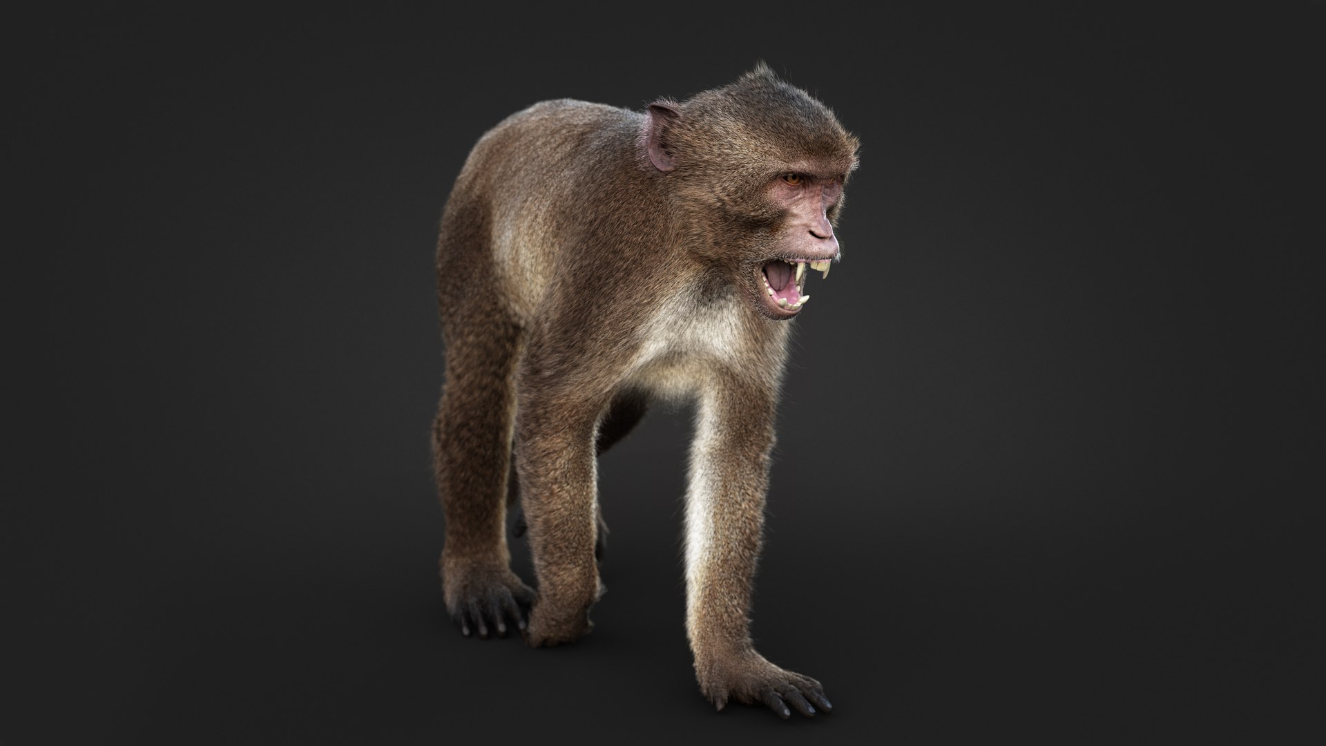 Rhesus Monkey Static Xgen-core 3D model https://p.turbosquid.com/ts-thumb/Ot/S5GclE/7J/08/jpg/1739962782/1920x1080/fit_q87/ed83c744a28e04a57632a32bbe694fdebd3aa945/08.jpg