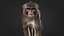 Rhesus Monkey Static Xgen-core