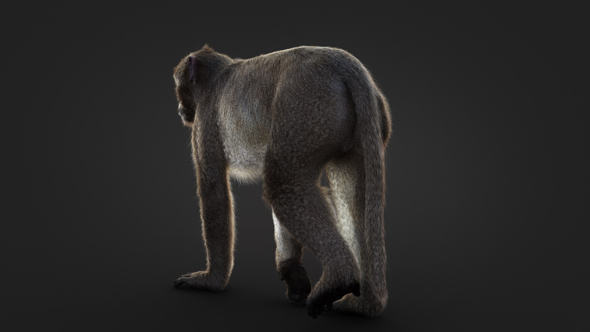 Rhesus Monkey Static Xgen-core 3D model https://p.turbosquid.com/ts-thumb/Ot/S5GclE/GV/03/jpg/1739951527/1920x1080/fit_q87/4877867dc9dd0e4b7d7fe8e70d275748f70d5dc9/03.jpg