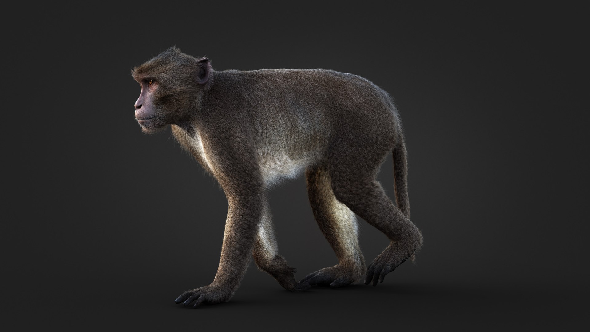 Rhesus Monkey Static Xgen-core 3D model https://p.turbosquid.com/ts-thumb/Ot/S5GclE/J1/04/jpg/1739951529/1920x1080/fit_q87/f9fec7a6d506f8f94ec270796107a1108e9c50f2/04.jpg
