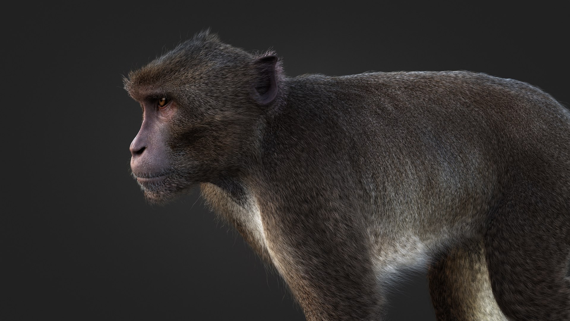 Rhesus Monkey Static Xgen-core 3D model https://p.turbosquid.com/ts-thumb/Ot/S5GclE/KJ/05/jpg/1739954574/1920x1080/fit_q87/157db3db9c76e315c3877fdb36a7c38abf60e9b4/05.jpg