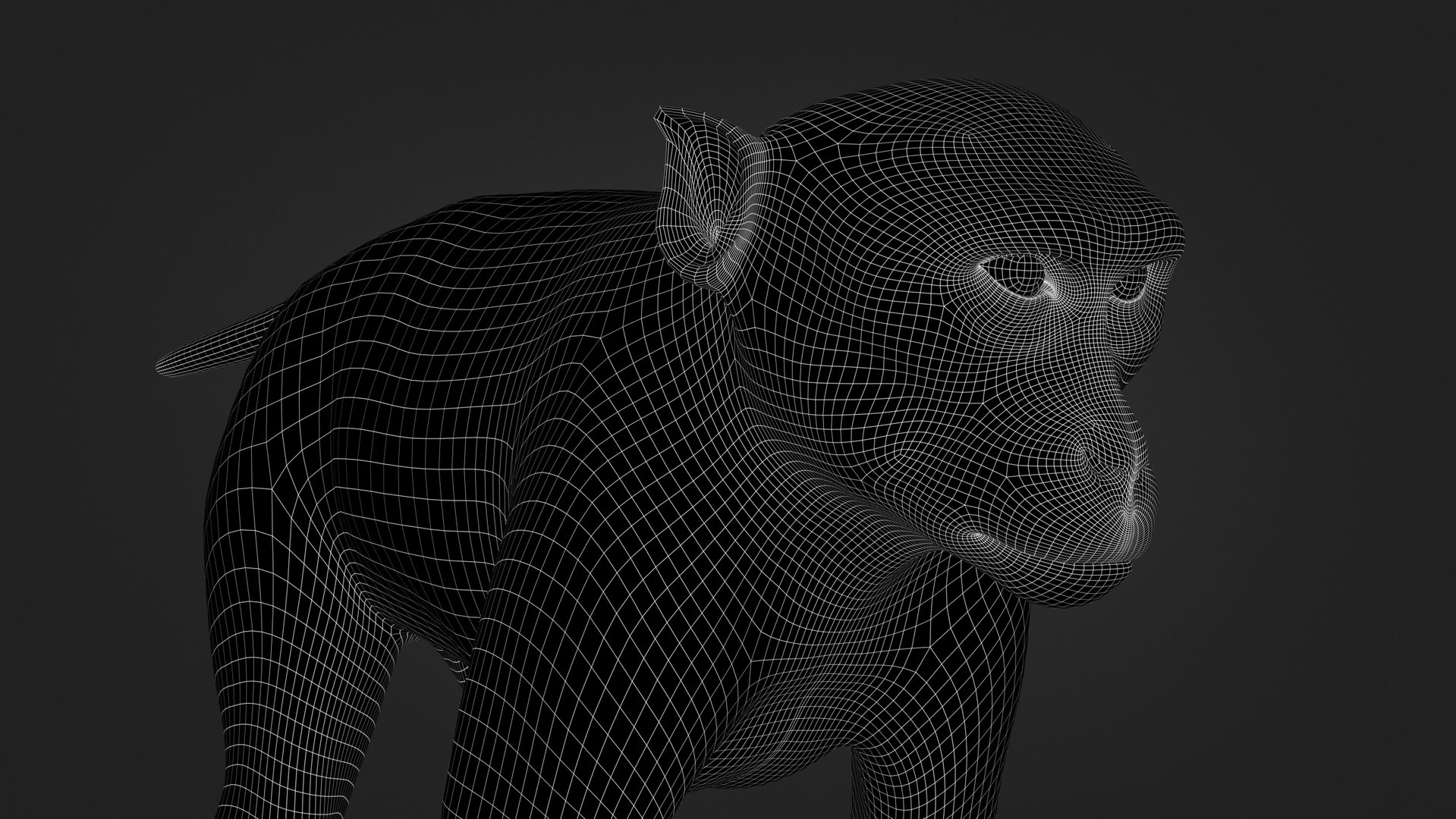 Rhesus Monkey Static Xgen-core 3D model https://p.turbosquid.com/ts-thumb/Ot/S5GclE/MC/w03/jpg/1739951533/1920x1080/fit_q87/3357051f345c6e2e518589871ba1bf5bf39f38d5/w03.jpg