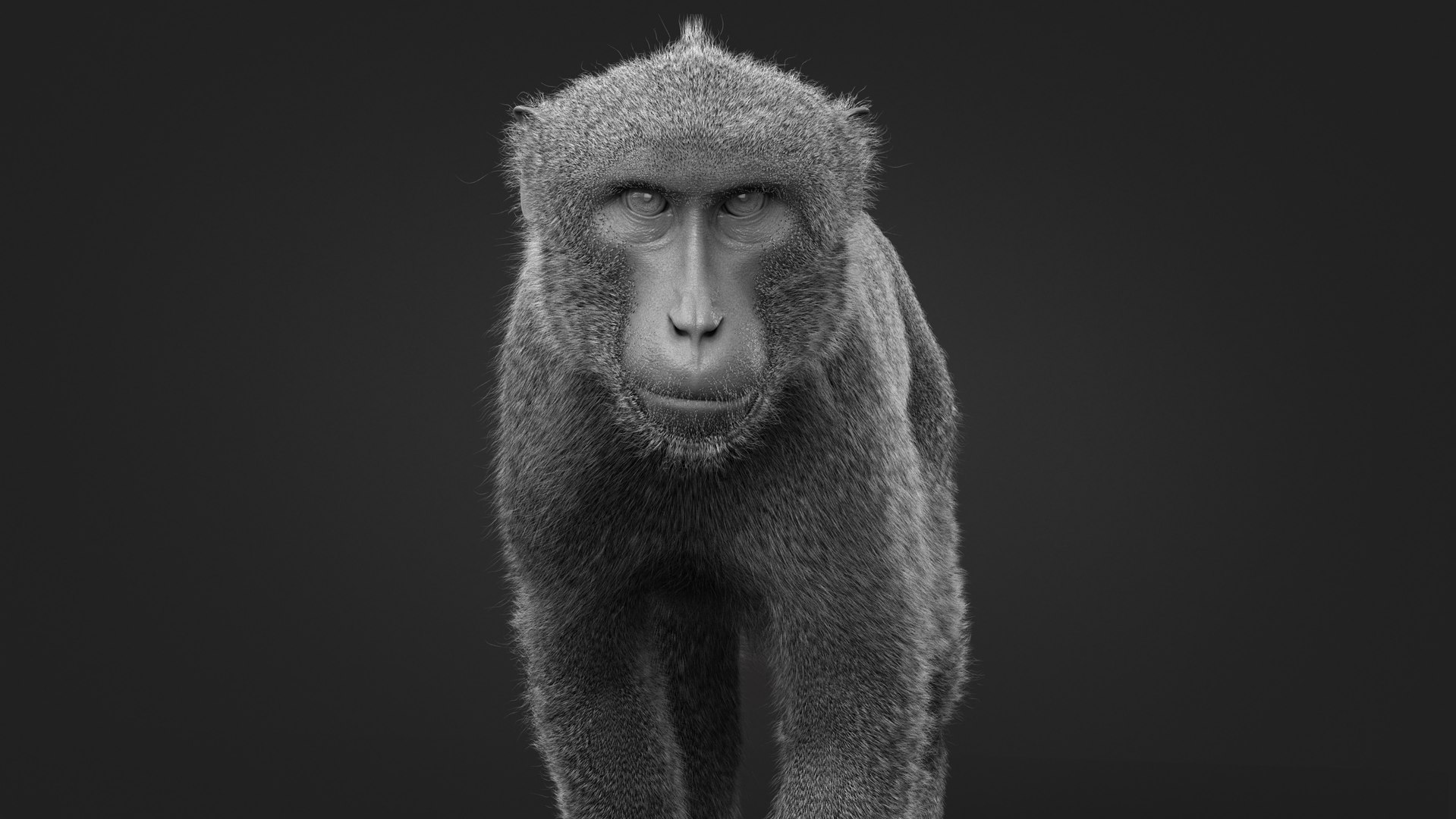 Rhesus Monkey Static Xgen-core 3D model https://p.turbosquid.com/ts-thumb/Ot/S5GclE/MM/clay02/jpg/1739954568/1920x1080/fit_q87/986e8c62dd96b682690ec4fb7a6ab17c2002e11e/clay02.jpg