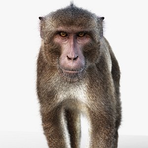 Rhesus Monkey Static Xgen-core