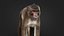 Rhesus Monkey Static Xgen-core