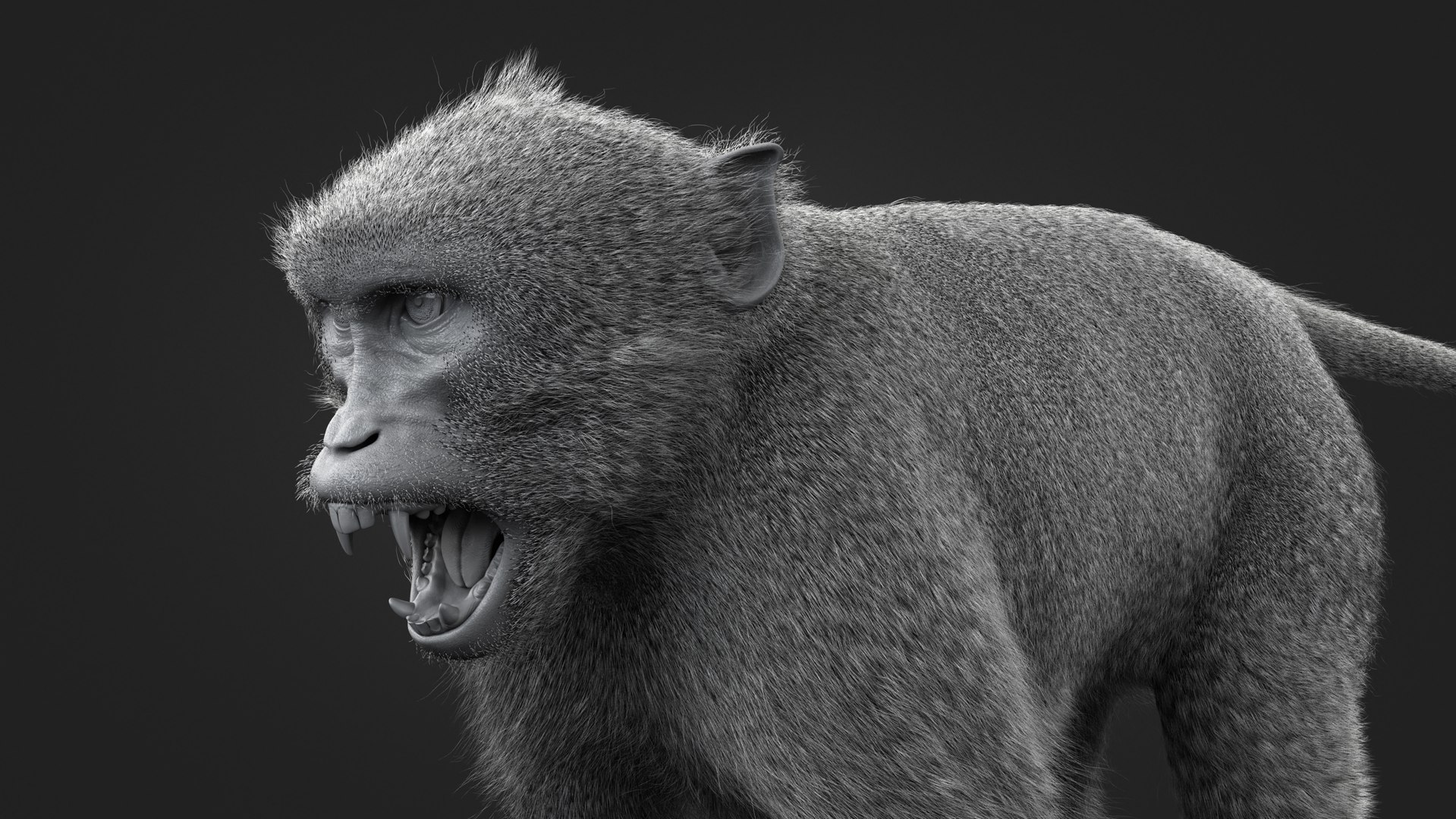 Rhesus Monkey Static Xgen-core 3D model https://p.turbosquid.com/ts-thumb/Ot/S5GclE/mB/clay03/jpg/1739955557/1920x1080/fit_q87/e355d5724e3357f8926c8aad27189661d99246e7/clay03.jpg