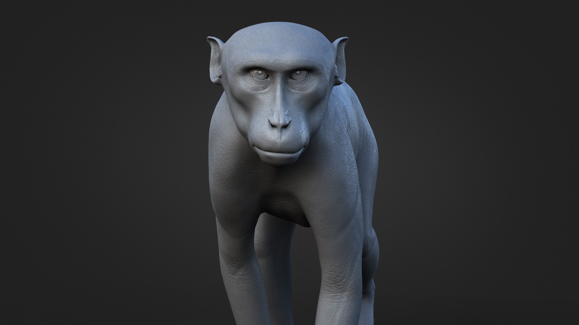 Rhesus Monkey Static Xgen-core 3D model https://p.turbosquid.com/ts-thumb/Ot/S5GclE/pf/clay01/jpg/1739951528/1920x1080/fit_q87/7bb7585d74572f30096a7b2d4eac710eee92a22c/clay01.jpg