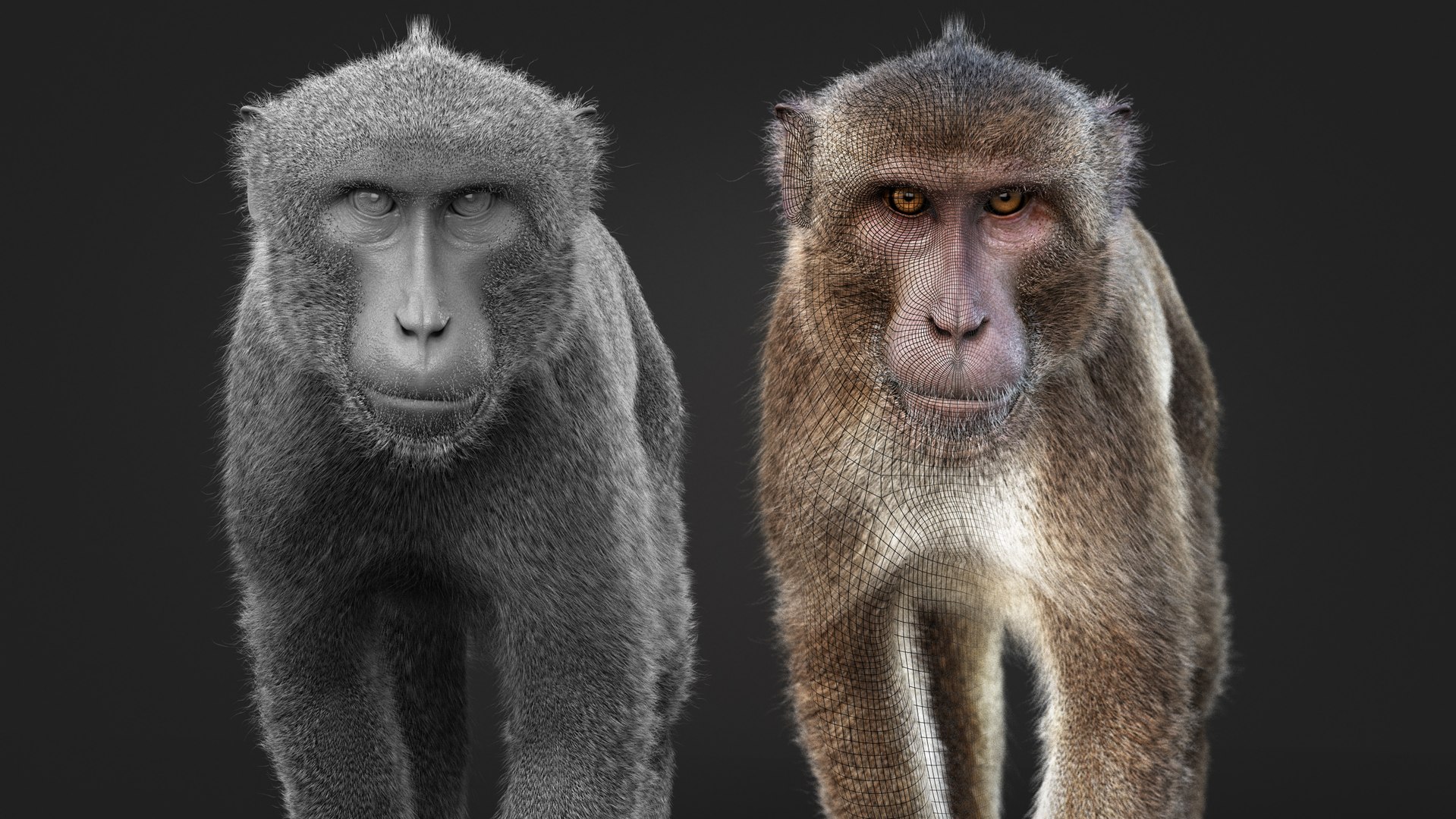 Rhesus Monkey Static Xgen-core 3D model https://p.turbosquid.com/ts-thumb/Ot/S5GclE/uI/aa/jpg/1739955065/1920x1080/fit_q87/6c618670519eee320c83d7000be4081f21a0417b/aa.jpg