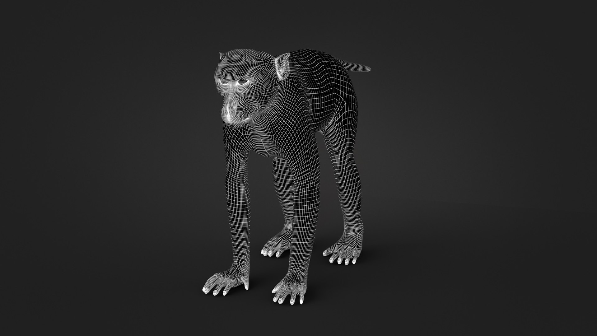 Rhesus Monkey Static Xgen-core 3D model https://p.turbosquid.com/ts-thumb/Ot/S5GclE/uf/w04/jpg/1739951533/1920x1080/fit_q87/2ed87d36511762f5c002dfa113ece3fb7b3c6617/w04.jpg