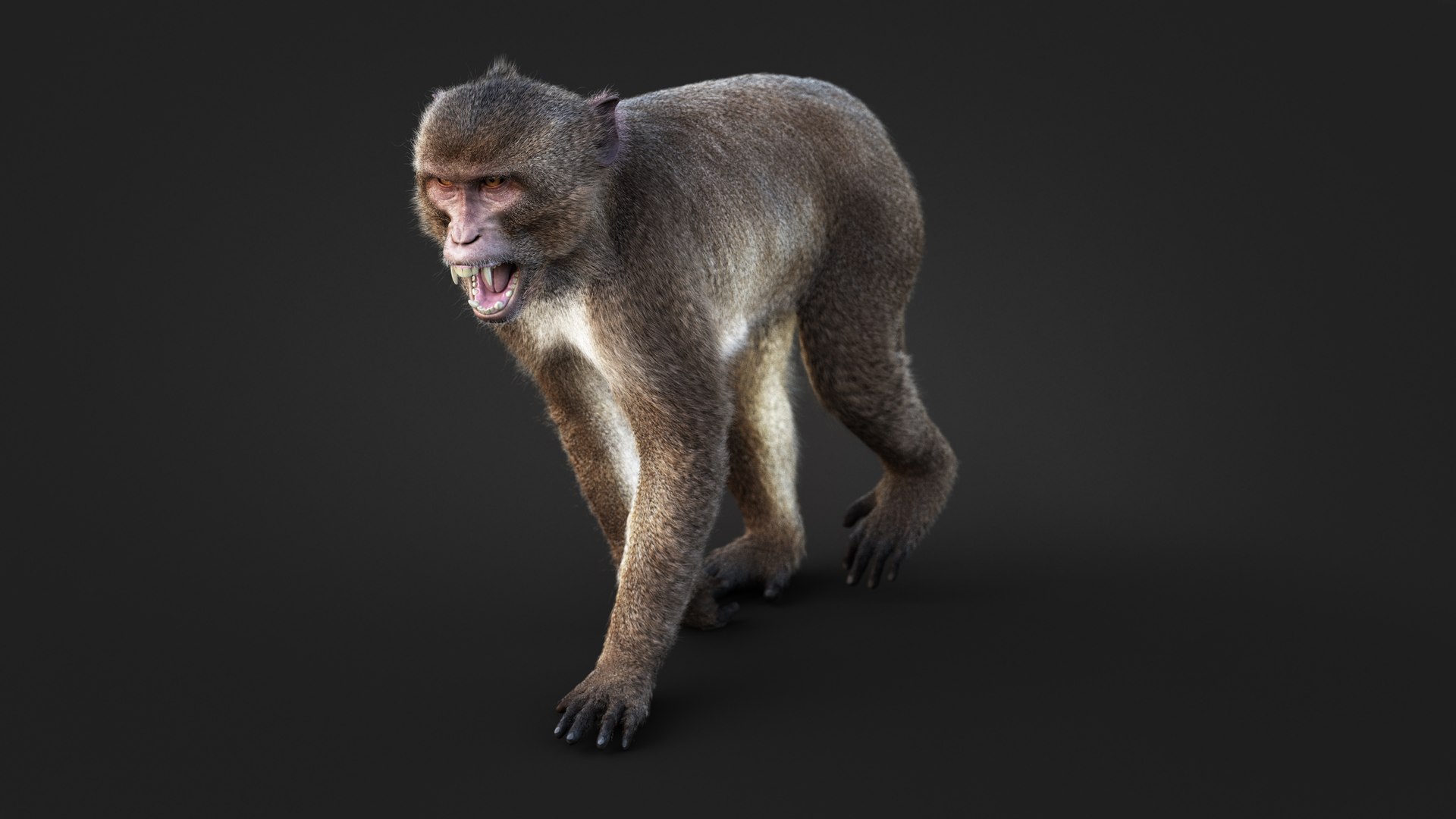 Rhesus Monkey Static Xgen-core 3D model https://p.turbosquid.com/ts-thumb/Ot/S5GclE/x5/09/jpg/1739965023/1920x1080/fit_q87/7ad7649126900d7a841e964cf89acdb179d4a3a9/09.jpg