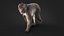 Rhesus Monkey Static Xgen-core