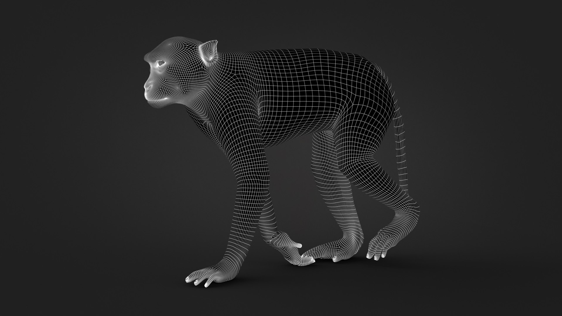 Rhesus Monkey Static Xgen-core 3D model https://p.turbosquid.com/ts-thumb/Ot/S5GclE/yT/w01/jpg/1739951532/1920x1080/fit_q87/25a3b74505ea1cae6dabdfcc6b497125c117b401/w01.jpg
