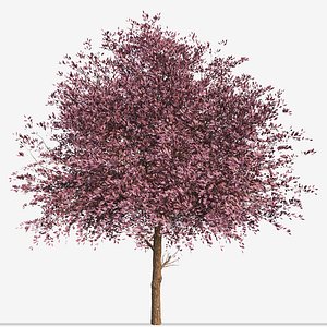 3D Set of Purple Pony Plum or Prunus cerasifera Trees - 2 Trees