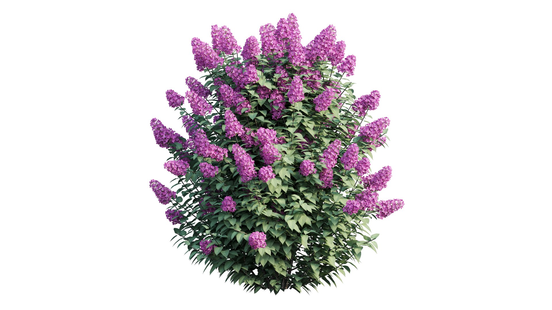 dwarf tree model https://p.turbosquid.com/ts-thumb/Ot/gBcE2S/2HETib9m/5_interactivelightmix/png/1597652277/1920x1080/fit_q87/cceeb01b18e6d2ec99313e6445434c2ac4045f25/5_interactivelightmix.jpg