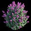 Syringa Dwarf Lilac
