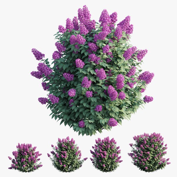 3D Lilac Models | TurboSquid