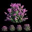 Syringa Dwarf Lilac