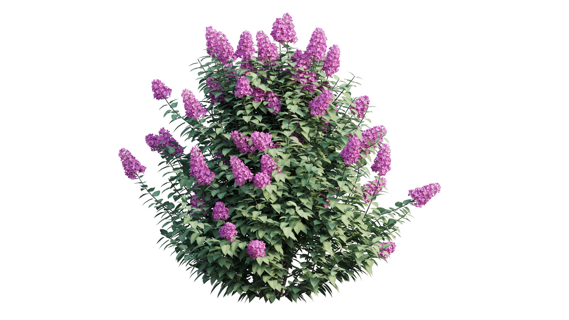 dwarf tree model https://p.turbosquid.com/ts-thumb/Ot/gBcE2S/YKtbTZG8/4_interactivelightmix/png/1597652277/1920x1080/fit_q87/f89d4bc64e2328ea5d0c44547d23286cd0b89435/4_interactivelightmix.jpg