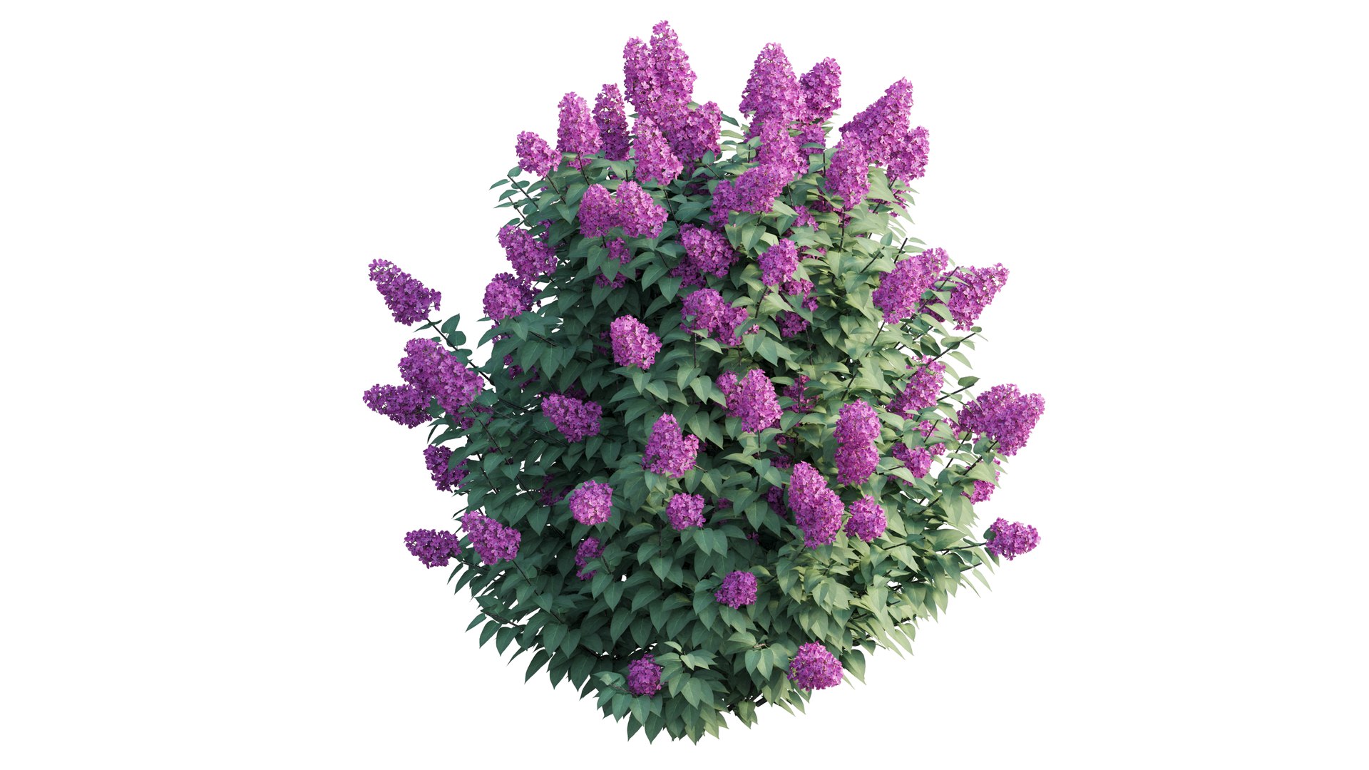dwarf tree model https://p.turbosquid.com/ts-thumb/Ot/gBcE2S/iVRgRxea/8_interactivelightmix/png/1597652279/1920x1080/fit_q87/5fef0bcf17cfd8f06436b1d80315242d9933b8ef/8_interactivelightmix.jpg