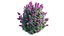 Syringa Dwarf Lilac
