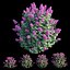 Syringa Dwarf Lilac