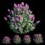 Syringa Dwarf Lilac