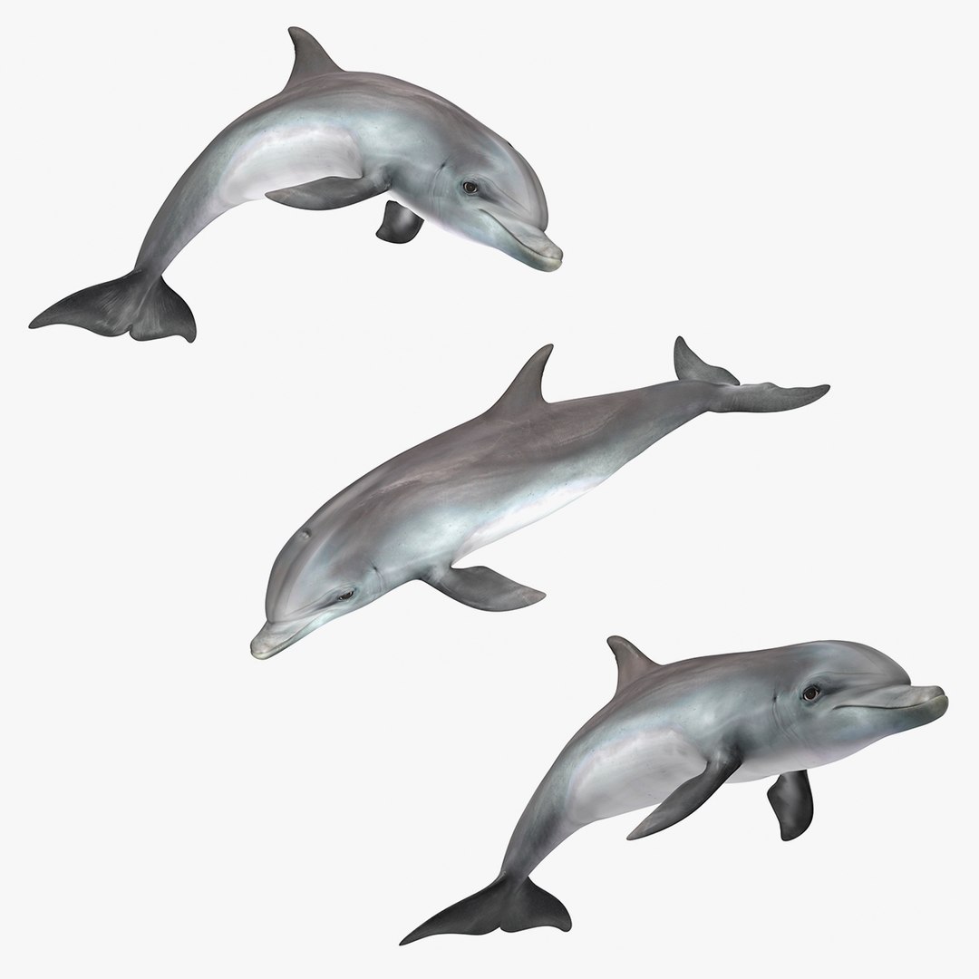 Dolphin Animated Collection 3D model preview