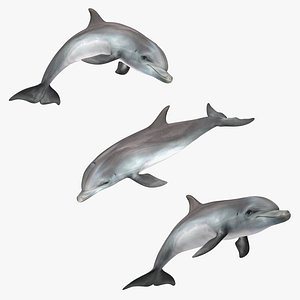 Dolphin Animated Collection