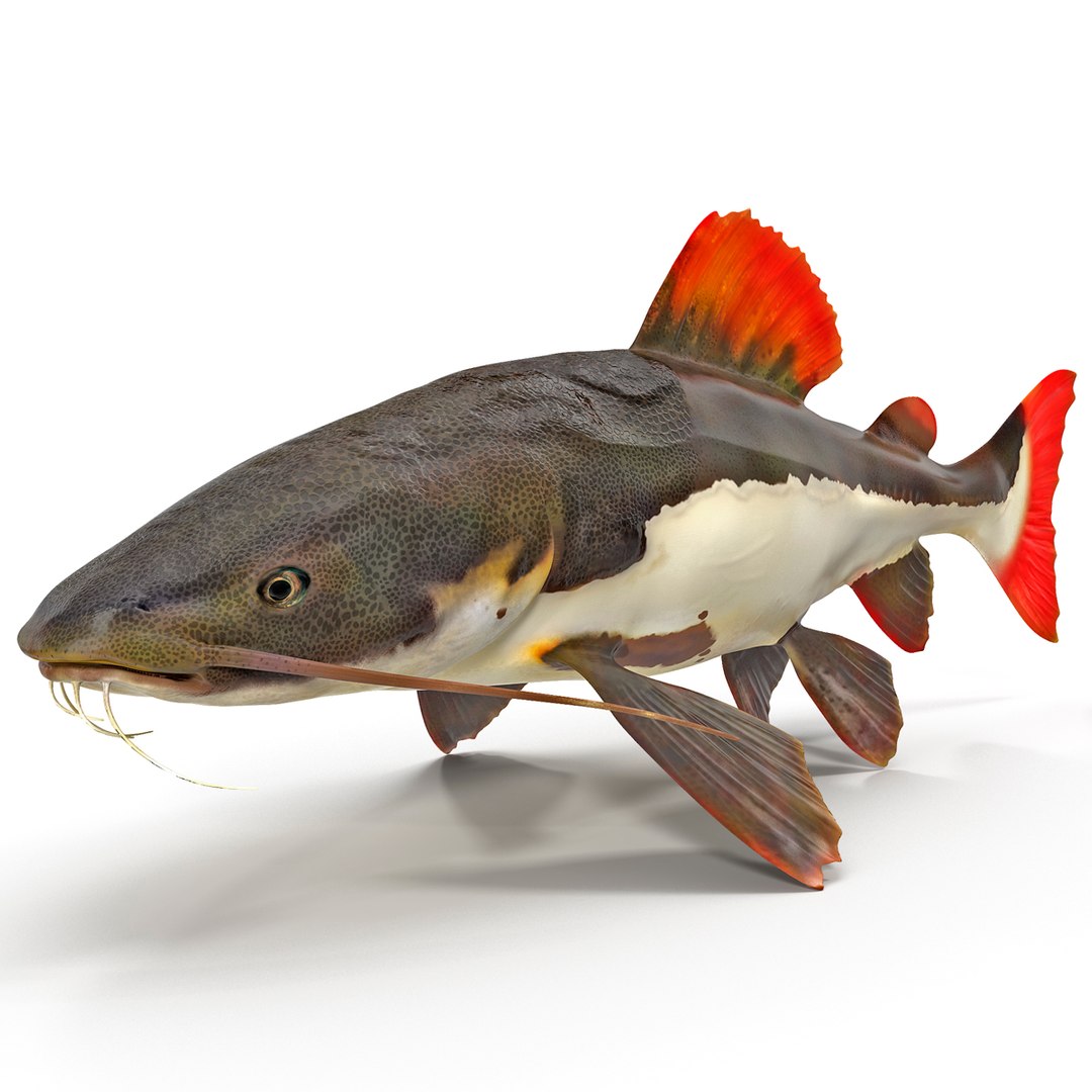 3d model redtail catfish https://p.turbosquid.com/ts-thumb/Ot/pWB2km/FjyHl0b5/redtailcatfish_13/jpg/1417030102/1920x1080/fit_q87/1552482c4ade2f906bdef9fda0f822da89824bc7/redtailcatfish_13.jpg