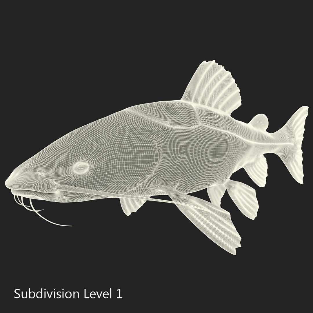 3d model redtail catfish https://p.turbosquid.com/ts-thumb/Ot/pWB2km/GnzJIoVT/redtailcatfish_9/jpg/1417030097/1920x1080/fit_q87/4916394d406e79f9343045d90e800de4d627551c/redtailcatfish_9.jpg