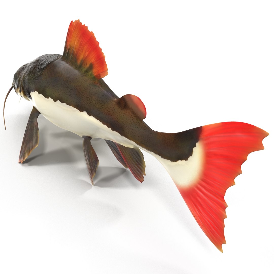 3d model redtail catfish https://p.turbosquid.com/ts-thumb/Ot/pWB2km/HFqY9Ek9/redtailcatfish_27/jpg/1417030119/1920x1080/fit_q87/f2bfcd2df18a9f8e5f2e86ff42c46fd2aef85676/redtailcatfish_27.jpg