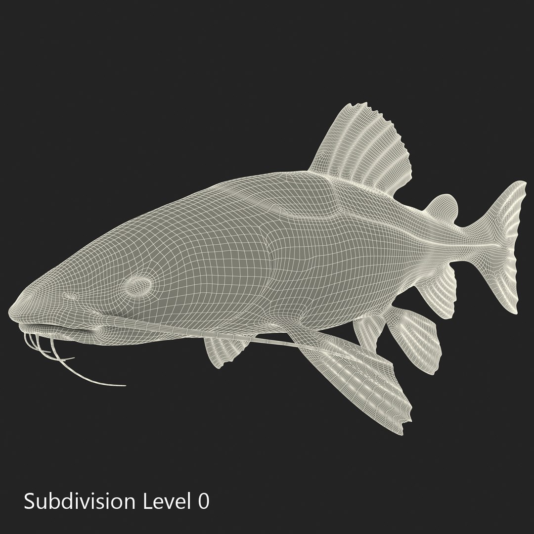 3d model redtail catfish https://p.turbosquid.com/ts-thumb/Ot/pWB2km/L3iXGxiM/redtailcatfish_8/jpg/1417030096/1920x1080/fit_q87/80aa5e78655e51aa999204a1565796aed19c860a/redtailcatfish_8.jpg