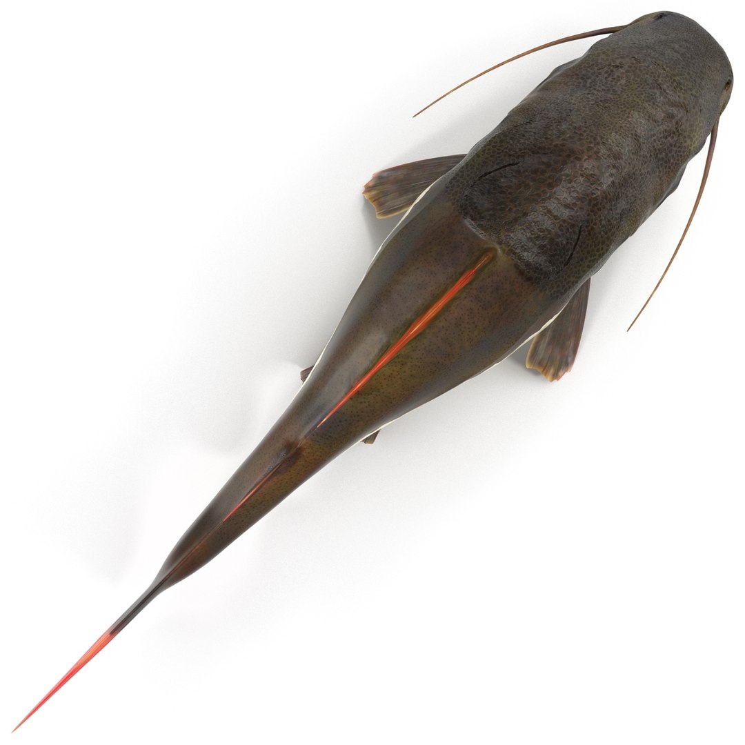 3d model redtail catfish https://p.turbosquid.com/ts-thumb/Ot/pWB2km/jS1K0stc/redtailcatfish_21/jpg/1417030112/1920x1080/fit_q87/88d5fad9d803d5c3b77ec02fcefb71db2790f227/redtailcatfish_21.jpg