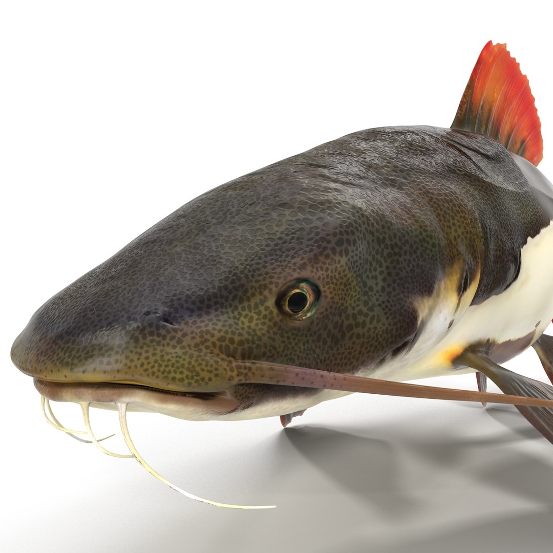 3d model redtail catfish https://p.turbosquid.com/ts-thumb/Ot/pWB2km/lMyBaHOv/redtailcatfish_28/jpg/1417030121/1920x1080/fit_q87/ff34409ae7d459dfce85d0cc90f649000a76b987/redtailcatfish_28.jpg