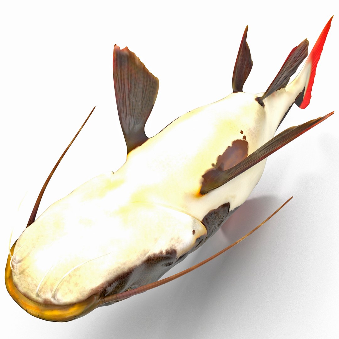 3d model redtail catfish https://p.turbosquid.com/ts-thumb/Ot/pWB2km/mV3iKbDU/redtailcatfish_25/jpg/1417030117/1920x1080/fit_q87/4a30ae3e15b83b59e064fd183d6b42c82725d880/redtailcatfish_25.jpg