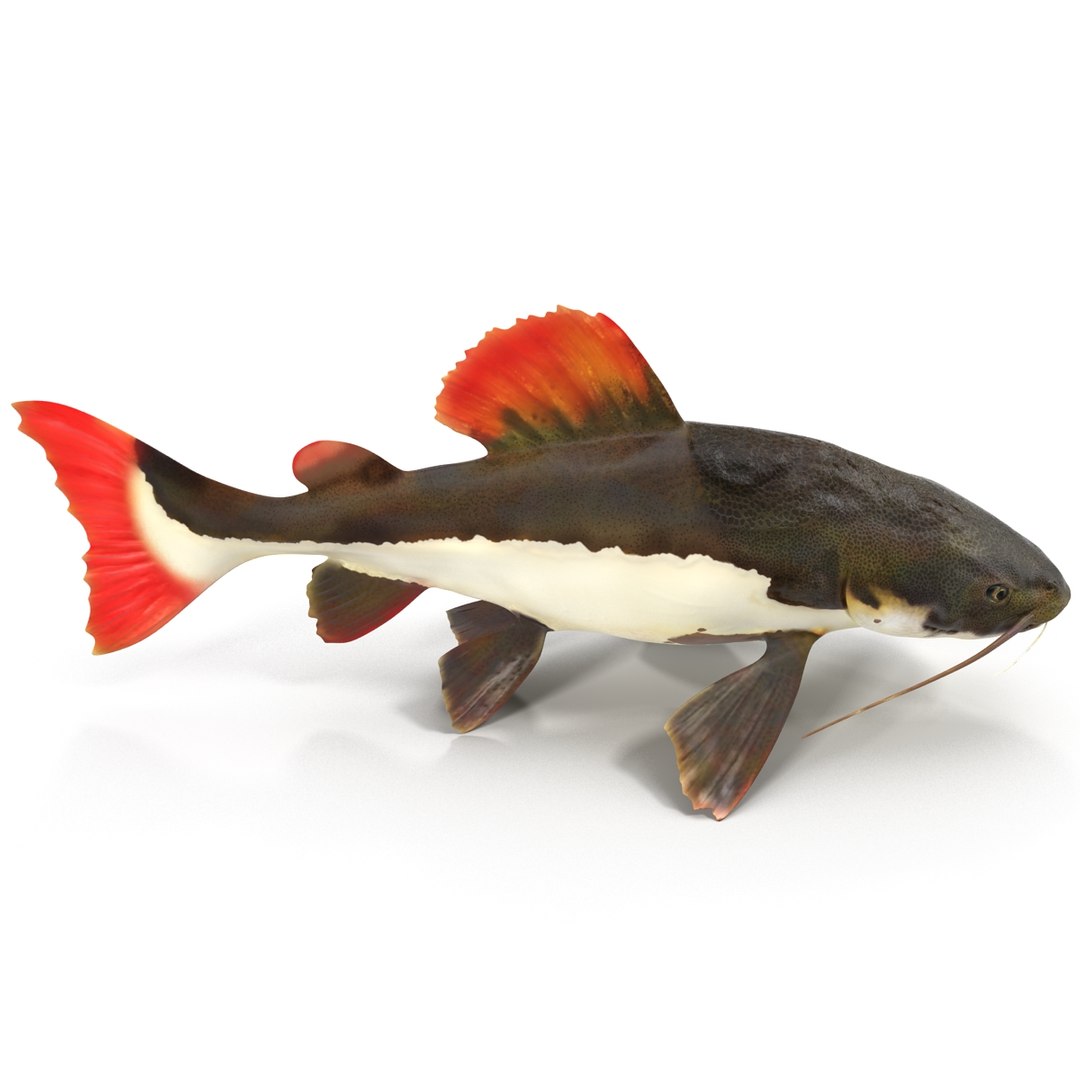 3d model redtail catfish https://p.turbosquid.com/ts-thumb/Ot/pWB2km/nCED9x48/redtailcatfish_18/jpg/1417030108/1920x1080/fit_q87/34408c1a2d15b70b1edec6a7d3ee0b66aef45c75/redtailcatfish_18.jpg