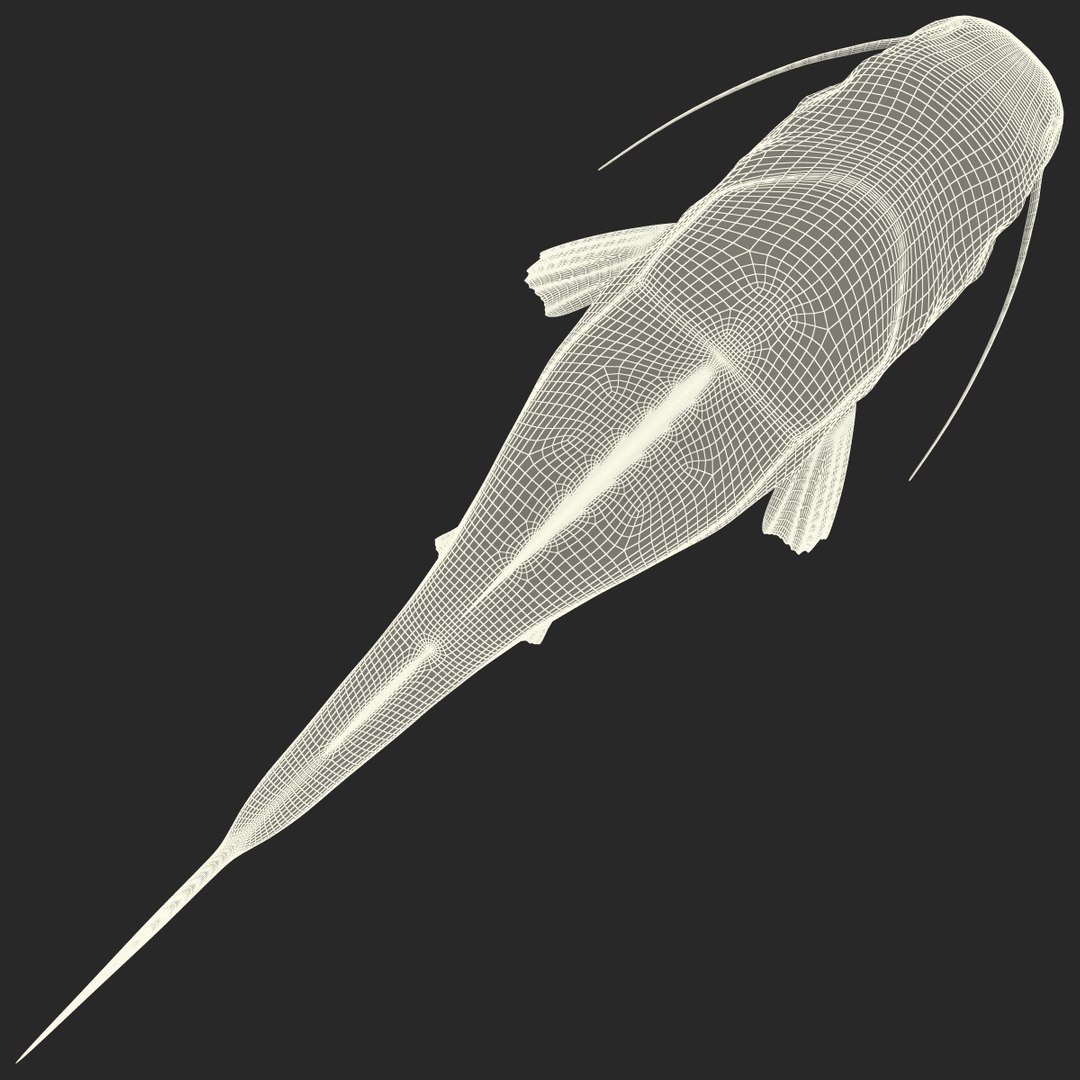 3d model redtail catfish https://p.turbosquid.com/ts-thumb/Ot/pWB2km/rYoBYnl7/redtailcatfish_10/jpg/1417030099/1920x1080/fit_q87/b02158ac6ddc82538aad4e6083a6c9b57cf4e5be/redtailcatfish_10.jpg