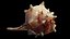 Spiky SeaShell Murex bolinus brandaris
