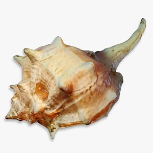 Spiky SeaShell Murex bolinus brandaris