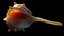 Spiky SeaShell Murex bolinus brandaris